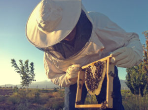 Alla Rolls-Royce lavorano solo le 250mila api, ma il miele è da ricchi